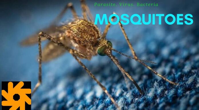 Zika and Chikungunya Viruses Linked to Stroke in humans.